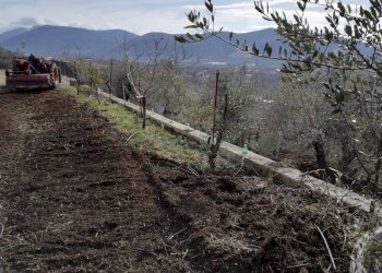 Foto 2 - Terreno agricolo via san francesco, Avella - foto 2