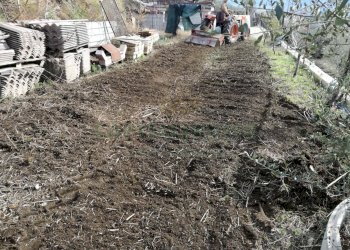 Foto 3 - Terreno agricolo via san francesco, Avella - foto 3