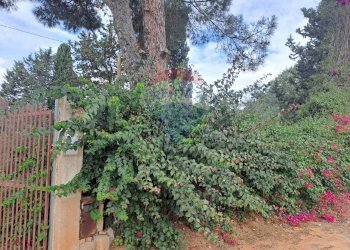 Giardino - Villa C/DA DIRILLO, Acate - foto 11