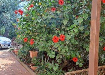 Giardino - Villa C/DA DIRILLO, Acate - foto 12