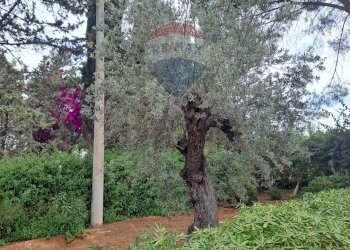 Giardino - Villa C/DA DIRILLO, Acate - foto 14