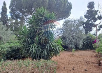 Giardino - Villa C/DA DIRILLO, Acate - foto 18