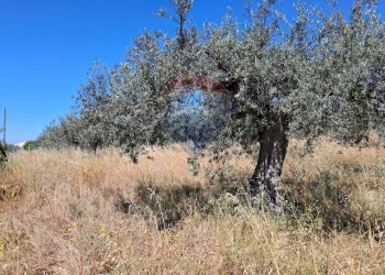 Non correlato - Terreno agricolo contrada tramostera, Chiaramonte Gulfi - foto 12