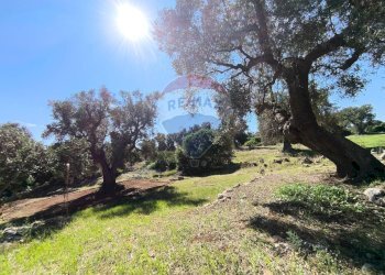 Giardino - Rustico Carovigno - foto 7