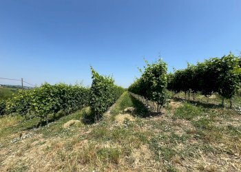 Foto 13 - Villa Via Agliano
 
2, Montegrosso d'Asti - foto 13