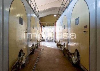 Foto 1 - Azienda agricola Ormelle - foto 1