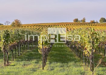 Foto 1 - Agricultural land Ormelle - photo 1