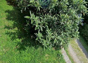 Giardino - Three-room apartment Viale Ticino
 
10, Castelletto Sopra Ticino - photo 22