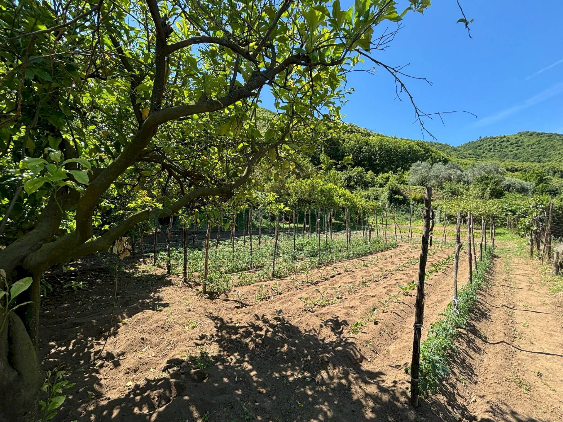 Foto 3 - Terreno agricolo VICINALE DELL ABBADESSA, Mercato San Severino - foto 3