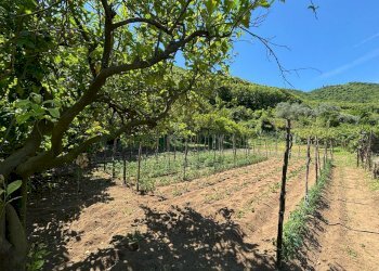 Foto 6 - Terreno agricolo VICINALE DELL ABBADESSA, Mercato San Severino - foto 6