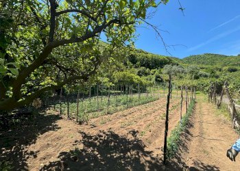 Foto 8 - Terreno agricolo VICINALE DELL ABBADESSA, Mercato San Severino - foto 8