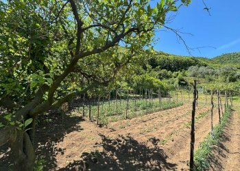 Foto 11 - Terreno agricolo VICINALE DELL ABBADESSA, Mercato San Severino - foto 11