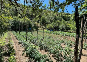 Foto 15 - Terreno agricolo VICINALE DELL ABBADESSA, Mercato San Severino - foto 15