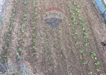 Foto 35 - Casa semi indipendente Via Istonia
 
175, Cupello - foto 35