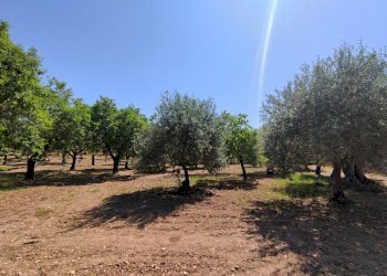 Foto 4 - Rustico Contrada Volpiglia
 
snc, Noto - foto 4