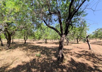 Foto 6 - Rustico Contrada Volpiglia
 
snc, Noto - foto 6