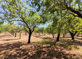 Foto 7 - Rustico Contrada Volpiglia
 
snc, Noto - foto 7