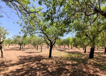 Foto 9 - Rustico Contrada Volpiglia
 
snc, Noto - foto 9