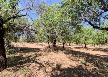 Foto 10 - Rustico Contrada Volpiglia
 
snc, Noto - foto 10