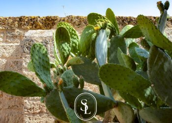 Foto 7 - Rustico Nardò - foto 7