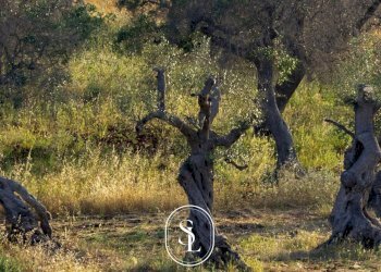 Foto 10 - Rustico Nardò - foto 10