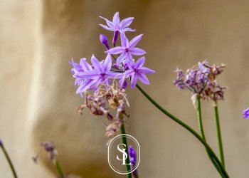 Foto 11 - Rustico Nardò - foto 11