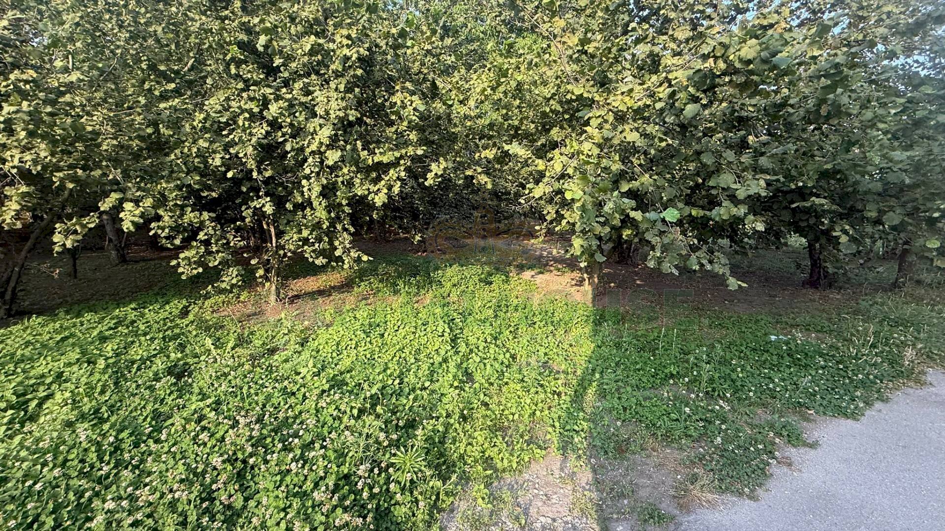 Foto 1 - Terreno agricolo Scisciano, Scisciano - foto 1