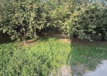 Foto 1 - Terreno agricolo Scisciano, Scisciano - foto 1