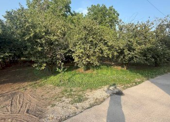 Foto 6 - Terreno agricolo Scisciano, Scisciano - foto 6