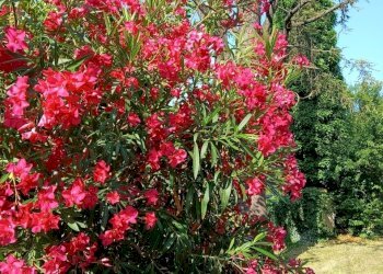 Appartamento Quattro Castella - foto 2