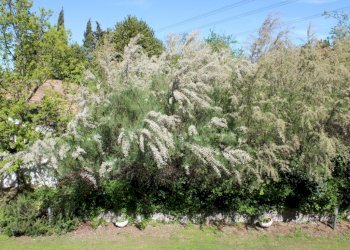 Villa Unifamiliare Santarcangelo di Romagna - foto 21