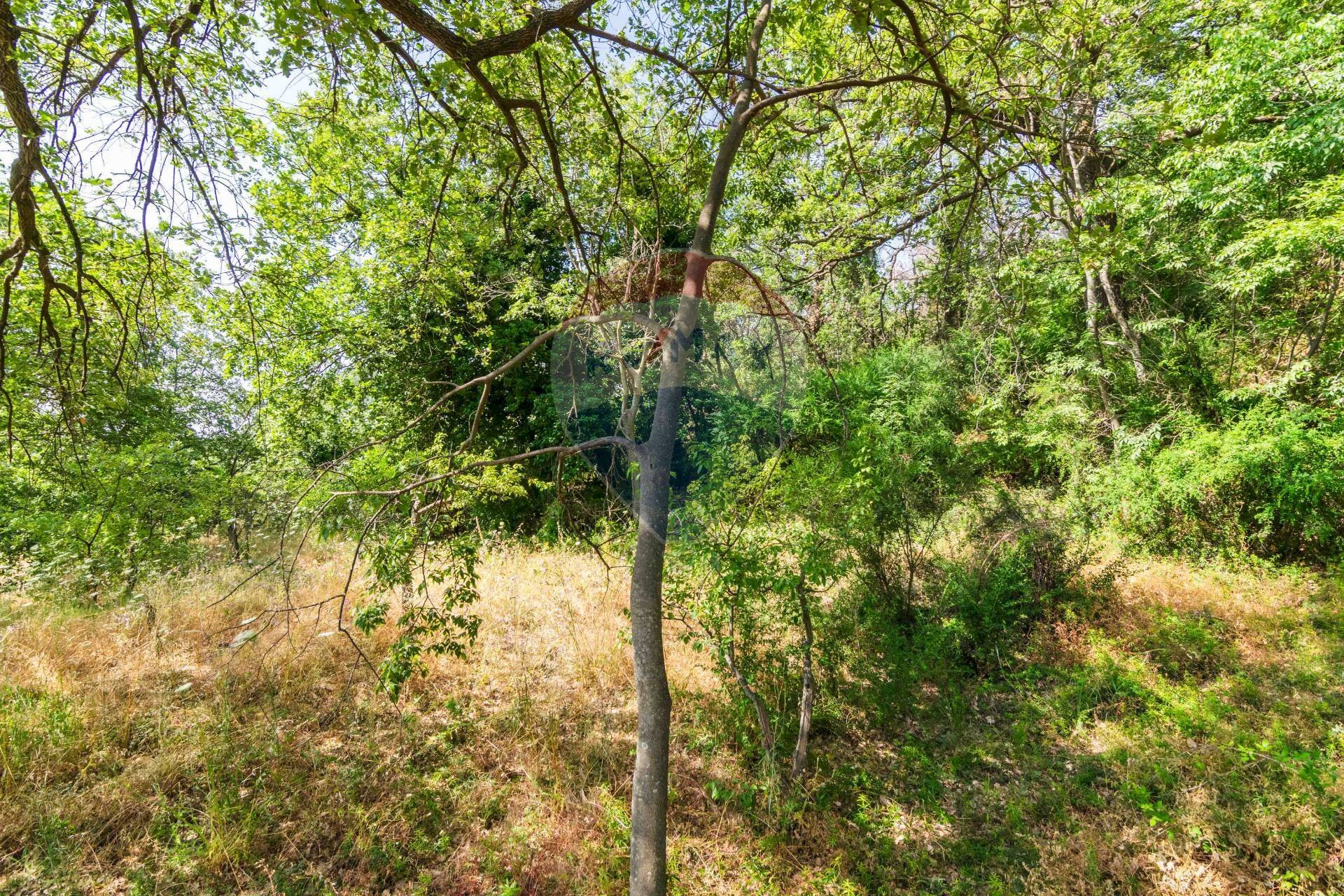 Giardino - Terreno agricolo Via Ronzini
 
93, Trecastagni - foto 1