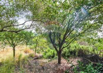 Giardino - Agricultural land Via Ronzini
93, Trecastagni - photo 18
