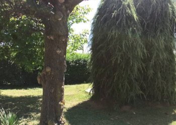 Giardino - Appartamento strada dei Pignolli, 13, Mondovì - foto 33