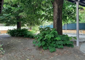 Giardino - Casa indipendente via Moreno, Cartosio - foto 40