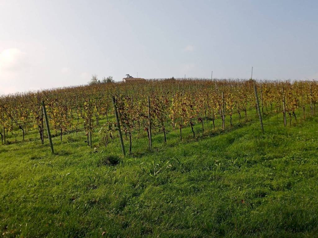 Agricultural land Dozza - photo 1