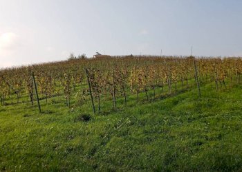 Terreno agricolo Dozza - foto 1