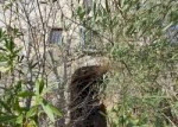 Agricultural land Canelli - photo 31