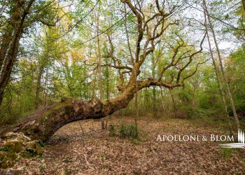 Casale di spineto, snc, Sarteano - foto 24