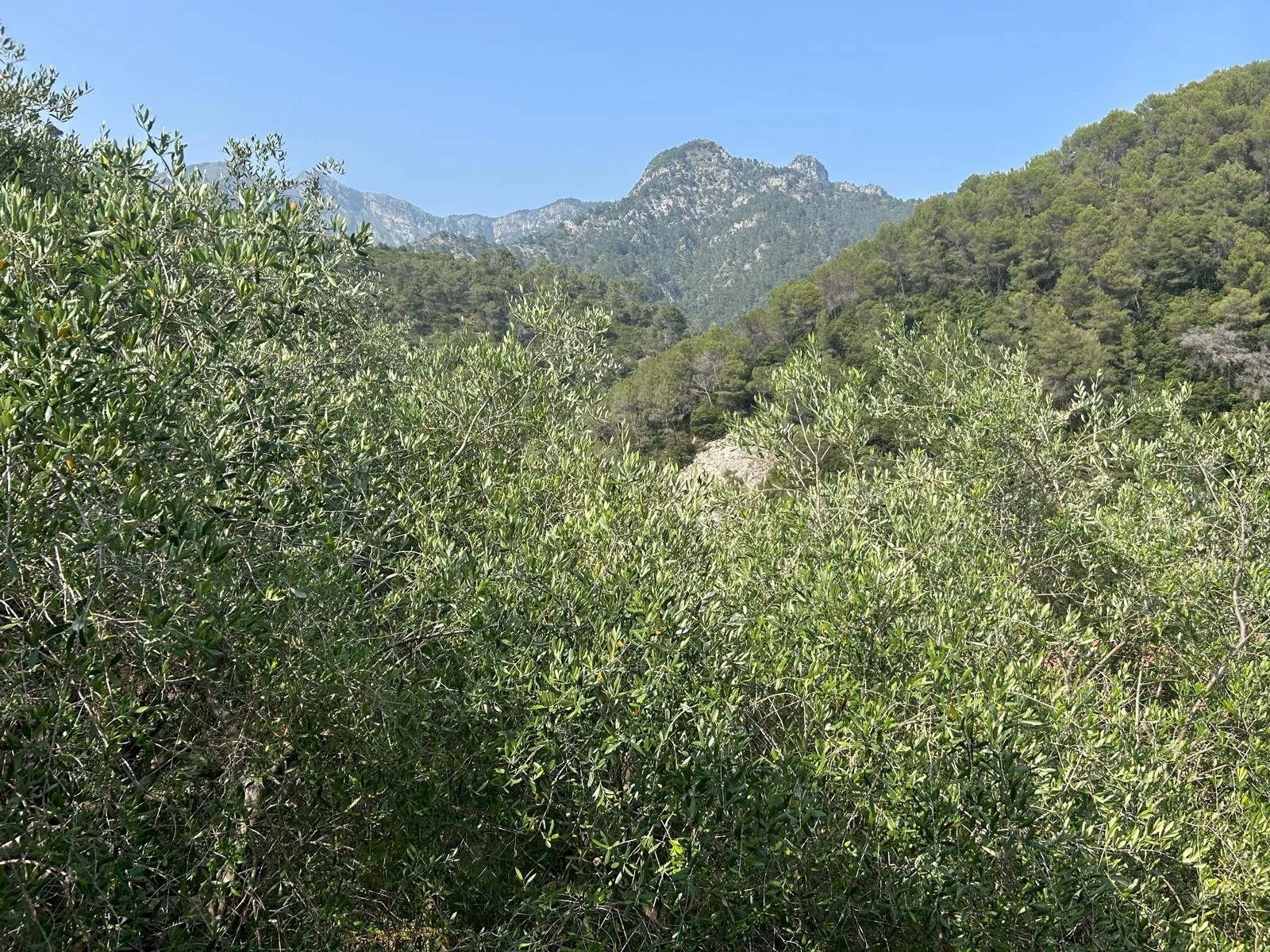 Independent house Olivetta San Michele - photo 2