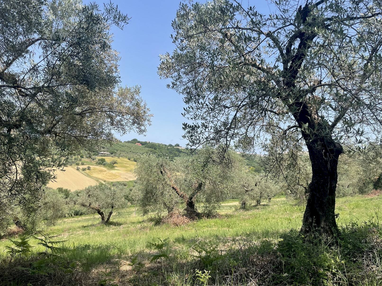 Foto 2 - Terreno agricolo Strada di Camartana, Narni - foto 2