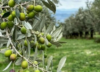Foto 1 - Terreno agricolo Strada di Camartana, Narni - foto 1