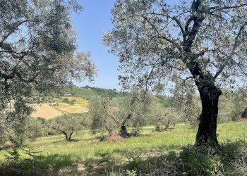 Foto 2 - Terreno agricolo Strada di Camartana, Narni - foto 2