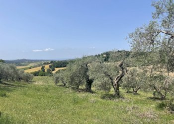 Foto 5 - Terreno agricolo Strada di Camartana, Narni - foto 5