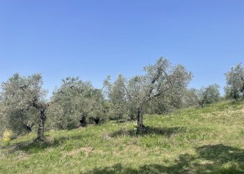 Foto 7 - Terreno agricolo Strada di Camartana, Narni - foto 7