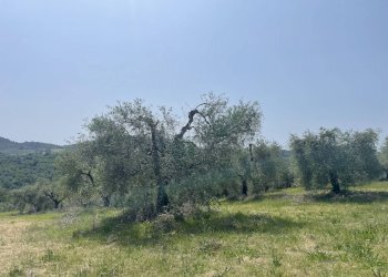 Foto 9 - Terreno agricolo Strada di Camartana, Narni - foto 9