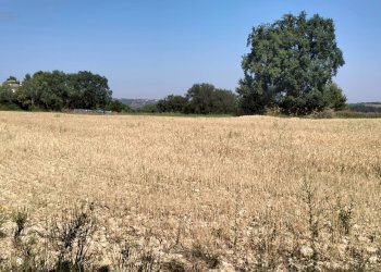 Foto 2 - Terreno agricolo Strada Comunale Montesecco, Grottammare - foto 2