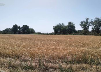 Foto 4 - Terreno agricolo Strada Comunale Montesecco, Grottammare - foto 4