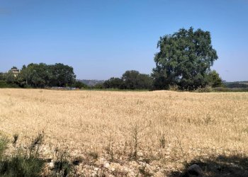 Foto 5 - Terreno agricolo Strada Comunale Montesecco, Grottammare - foto 5