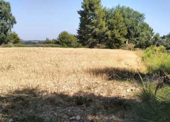 Foto 6 - Terreno agricolo Strada Comunale Montesecco, Grottammare - foto 6